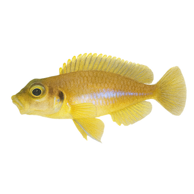 Lamprologus ocellatus