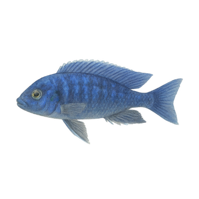 Pseudotropheus socolofi