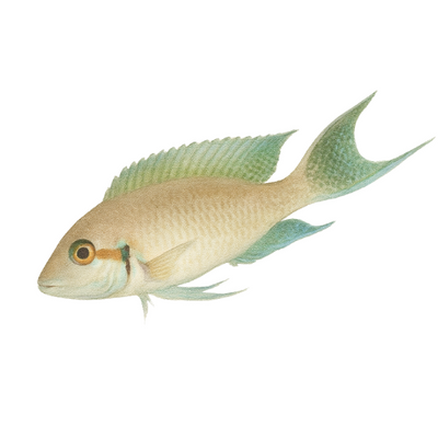 Lamprologus brichardi