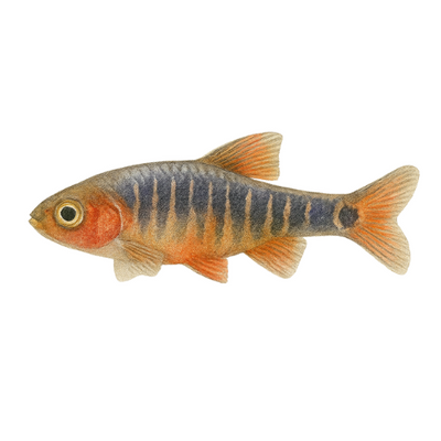 Danio erythromicron