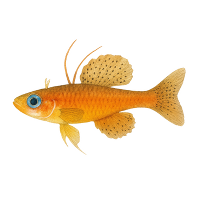 Pseudomugil luminatus