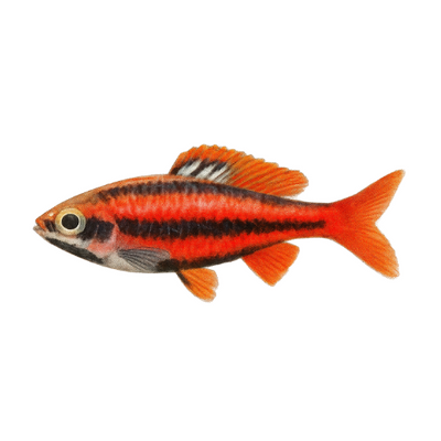 Nannostomus mortenthaleri