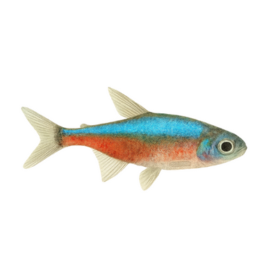 Rasbora axelrodi Blue