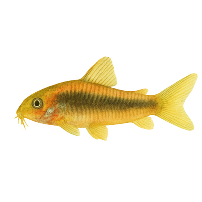 Corydoras spec. CW023