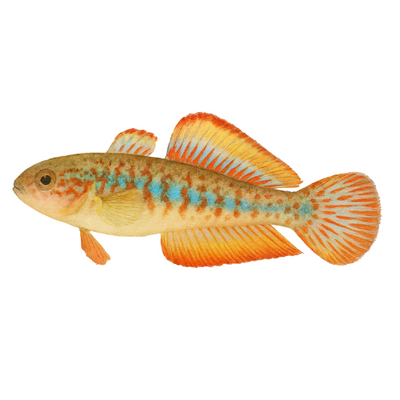 Tateurdina ocellicauda