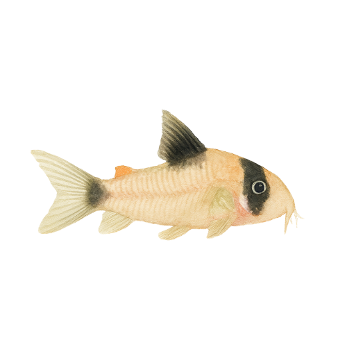 Corydoras adolfoi