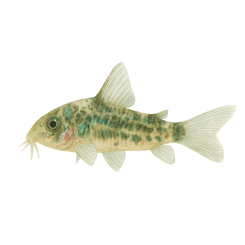 Corydoras palaetus