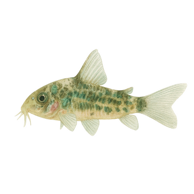 Corydoras palaetus