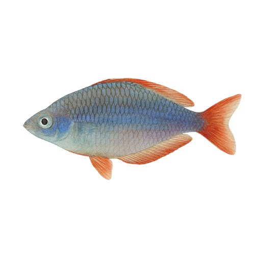 Melanotaenia praecox