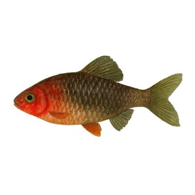 Barbus nigrofasciatus