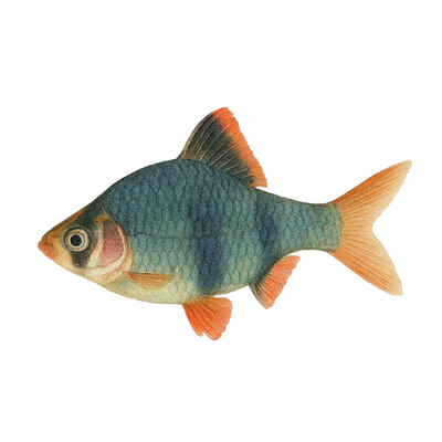 Barbus tetrazona green