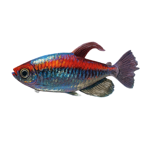 Phenacogrammus interruptus