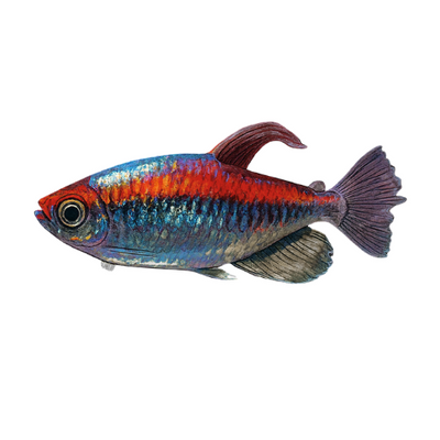 Phenacogrammus interruptus