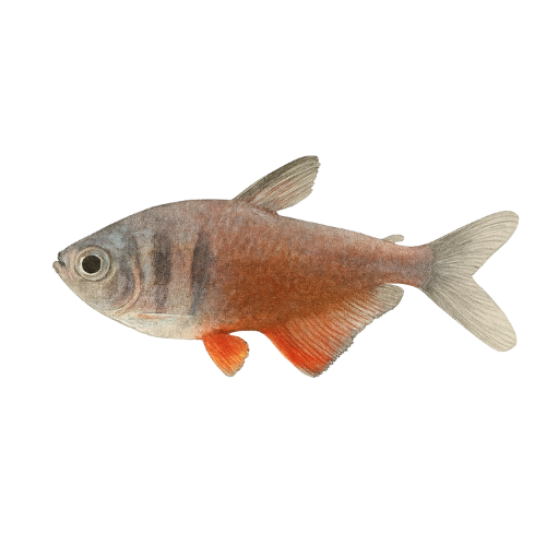 Hyphessobrycon flammeus