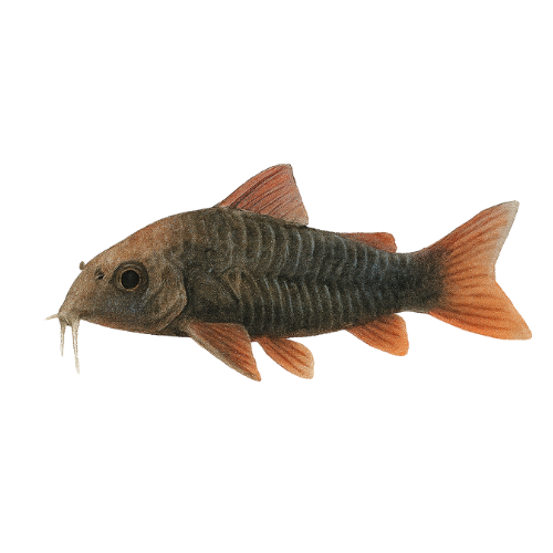 Corydoras sp. black venezuela