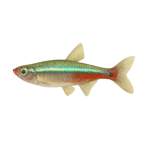 Tanichthys albonubes