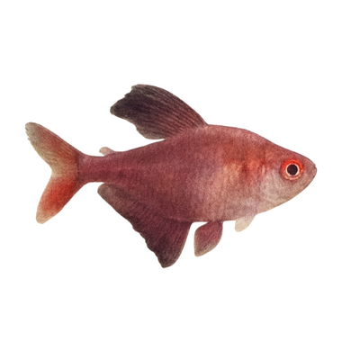 Hyphesobrycon robertsi