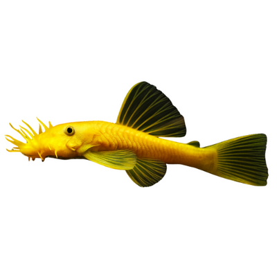 L144 Ancistrus spec. Lemon
