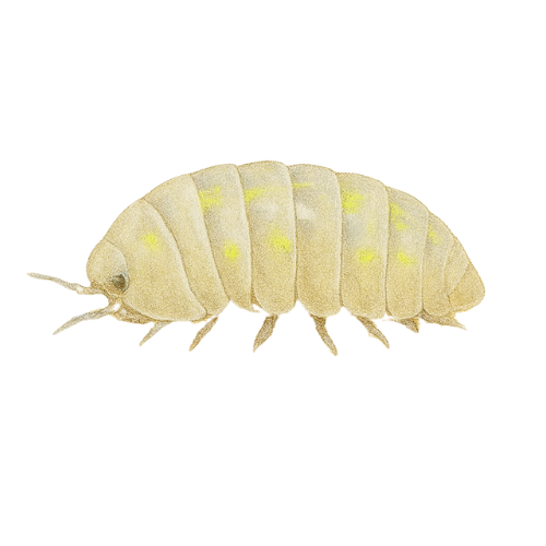 Armadillidium depressum Magic potion