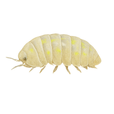 Armadillidium depressum Magic potion