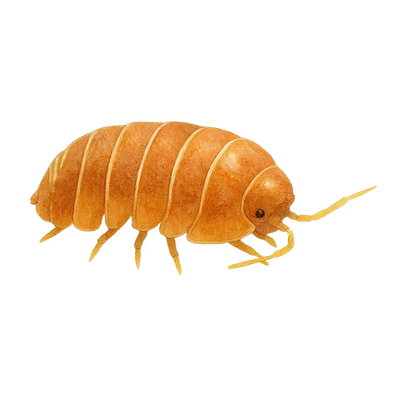 Armadillidium vulgare Red