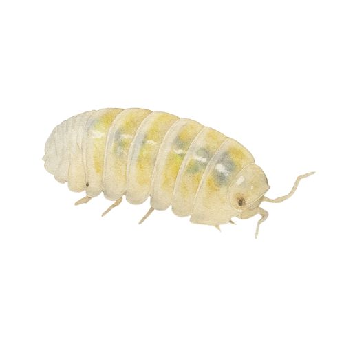 Armadillidium vulgare Magic potion