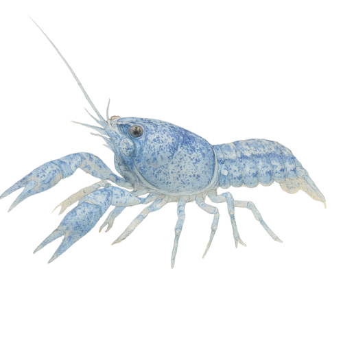 Cambarellus diminutus