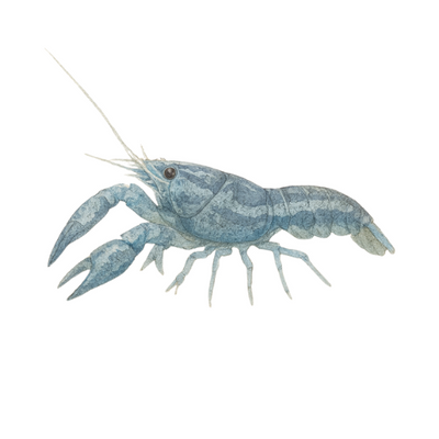 Cambarellus patzcuarensis blue