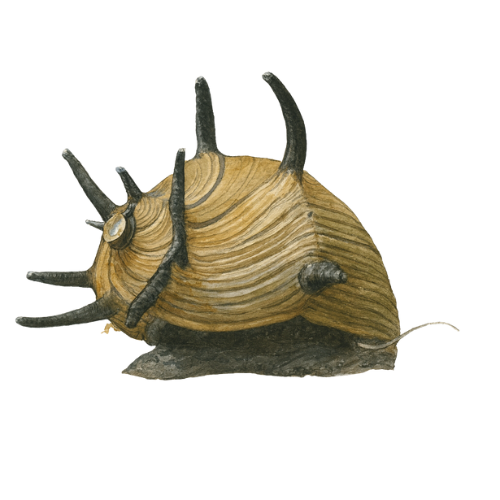 Neritina sp. snail sun