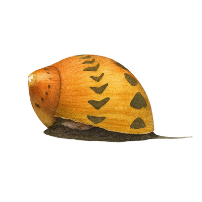 Neritina sp. spotted