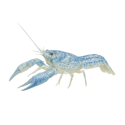 Procambarus alleni blue
