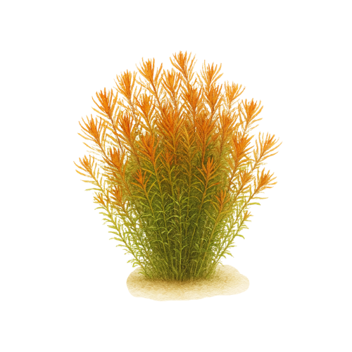 Rolata sp. Vietnam H Ra Gia Lai