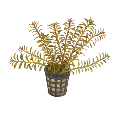 Limnophila aromatica