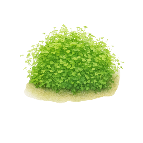 Hydrocotyle tripartita