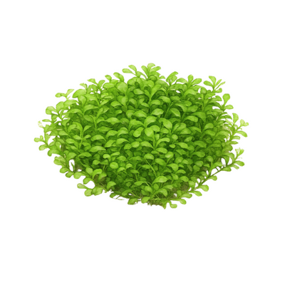 Glossostigma elatinoides