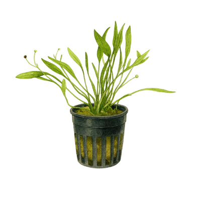 Echinodorus tenellus