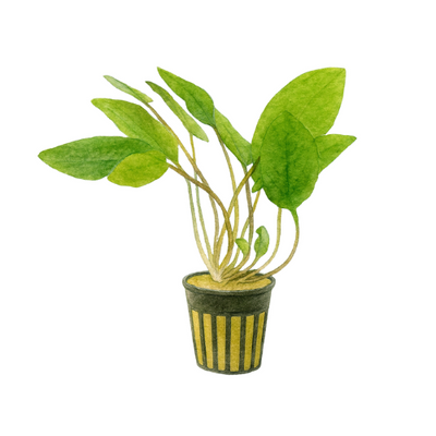 Cryptocoryne wendtii Green Narrow Leaf