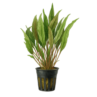 Cryptocoryne usteriana