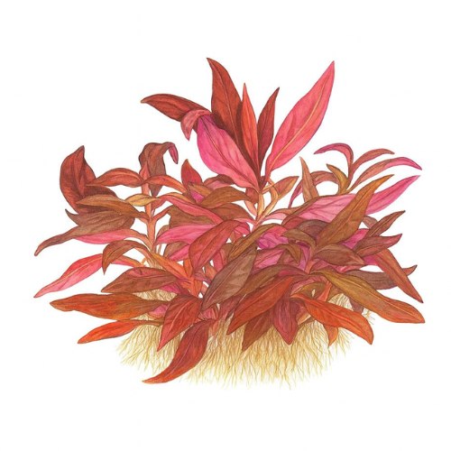 Alternanthera reinickii mini