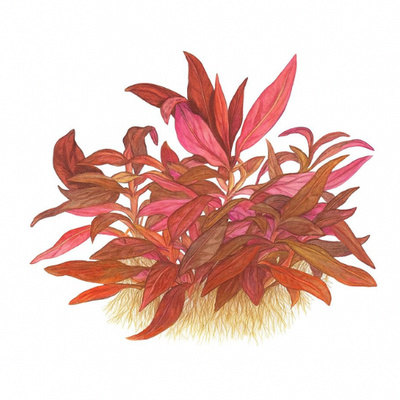 Alternanthera reinickii mini