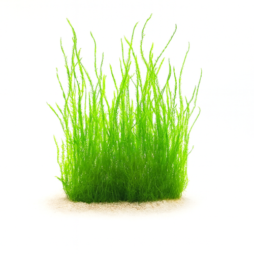 Taxiphyllum sp. flame moos