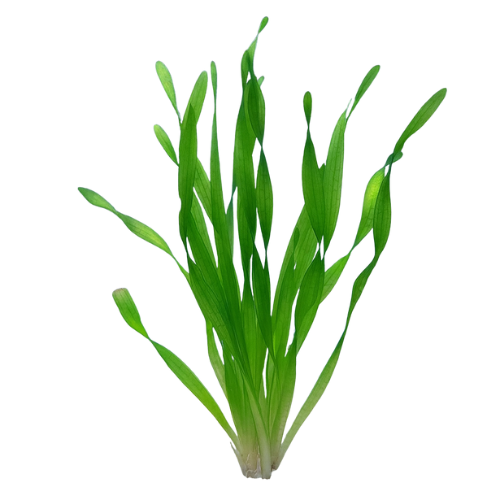 Vallisneria corkscrew