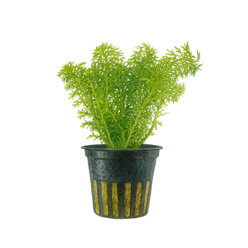 Limnophila sessiliflora