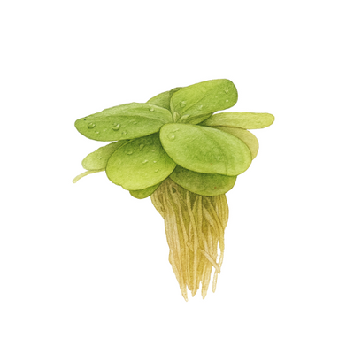 Limnobium laevigatum