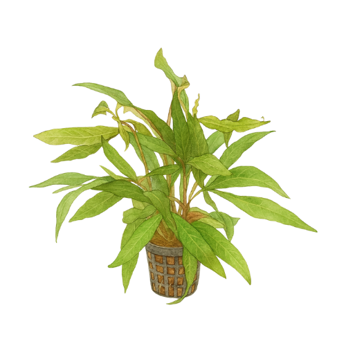 Hygrophila stricta narrow