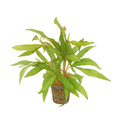 Hygrophila stricta narrow