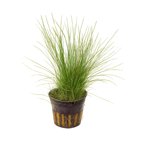 Eleocharis acicularis