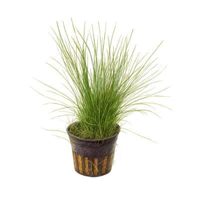 Eleocharis acicularis