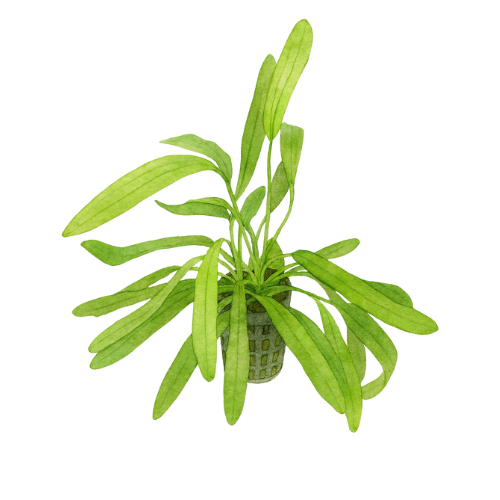 Echinodorus uruguayensis