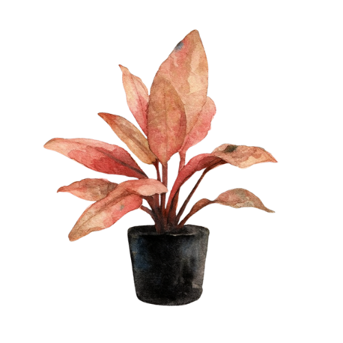Cryptocoryne flamingo